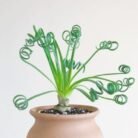 Albuca Spiralis