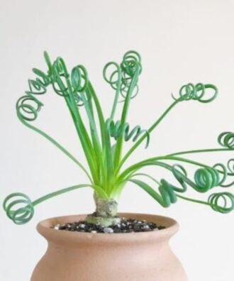 Albuca Spiralis