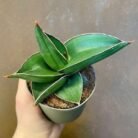 Sensevieria samurai