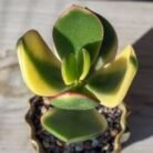 Yellow zade plant