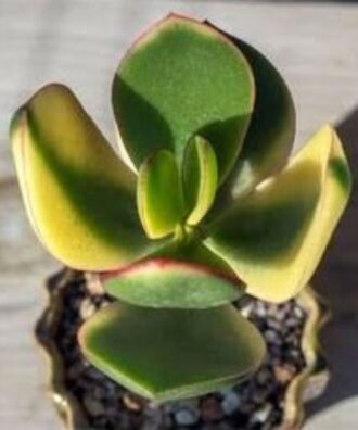 Yellow zade plant