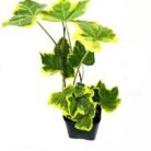 Hedera Hellibob Hanging Plant
