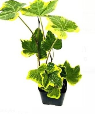 Hedera Hellibob Hanging Plant