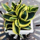 Sansevieria spiral plant
