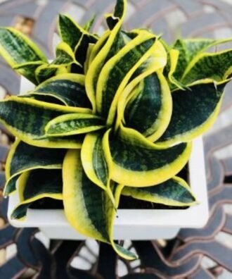 Sansevieria spiral plant