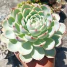 Echeveria silhoutte