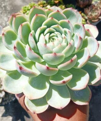 Echeveria silhoutte