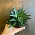 Haworthia Spiral Plant