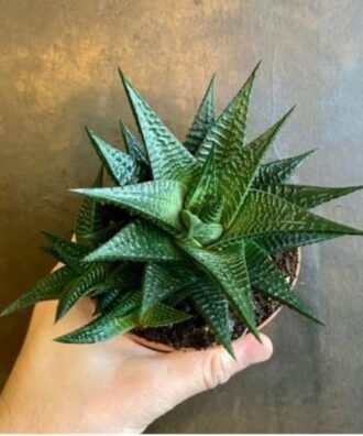 Haworthia Spiral Plant