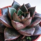 Echeveria