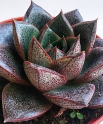 Echeveria