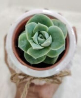 Lotus Succulent