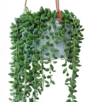 String of Tears
