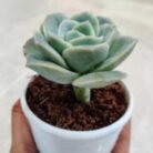 Lotus succulent