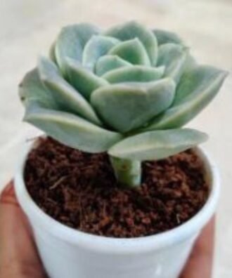 Lotus succulent