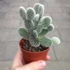 Bunny ear cactus