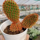 BunnyRedEarCactus