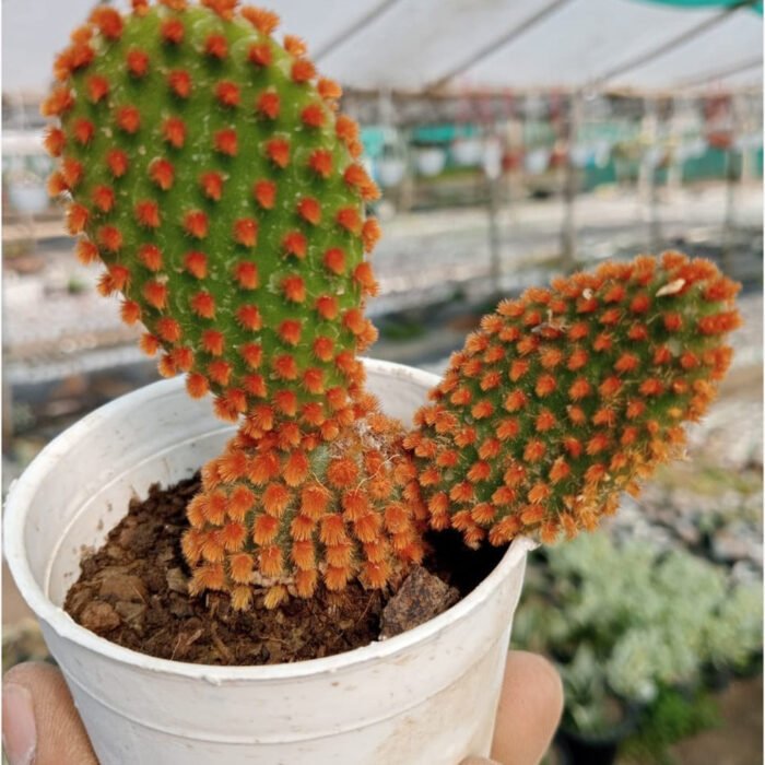 BunnyRedEarCactus