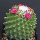 Maramilaria polythele
