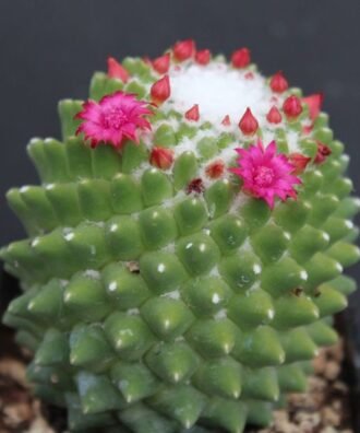 Maramilaria polythele