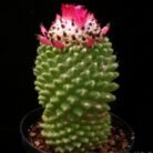 Maramilaria polythele 3