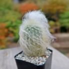 Old man cactus