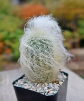 Old man cactus