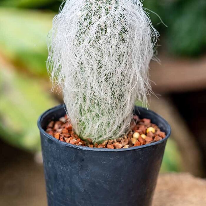Potted-Old-Man-Cactus
