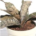 Sansevieria ‘Cleopatra’