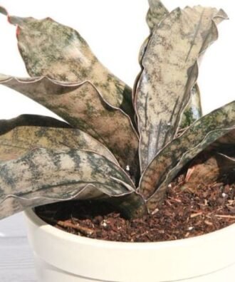 Sansevieria ‘Cleopatra’