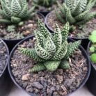 Haworthia 'Donuts'