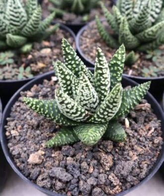 Haworthia 'Donuts'