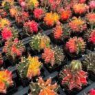 Red Gymnocalycium