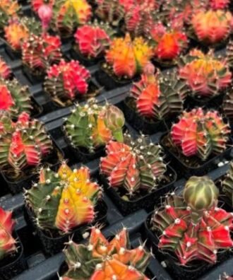 Red Gymnocalycium