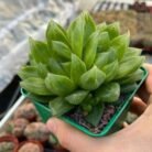 Haworthia