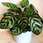 Peacock Plant