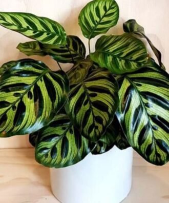 Peacock Plant