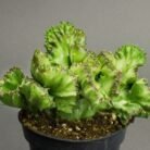 Euphorbia lactea ‘Cristata’