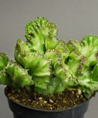 Euphorbia lactea ‘Cristata’