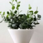 Dollar vine