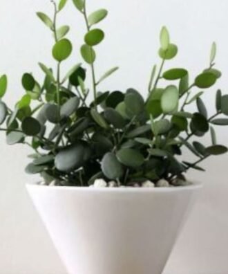 Dollar vine