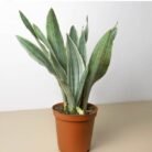 Sansevieria 'Silver Siam'