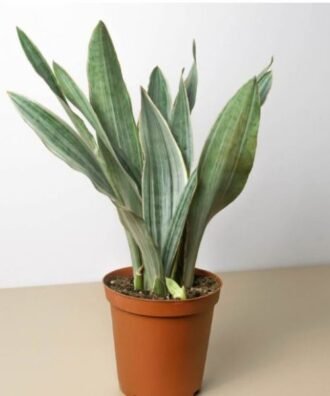 Sansevieria 'Silver Siam'