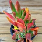 Kalanchoe Oricula