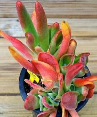 Kalanchoe Oricula