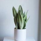 Sansevieria Moonshine