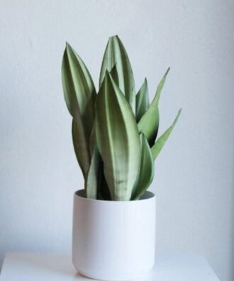 Sansevieria Moonshine