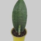 Sensevieria whale fin