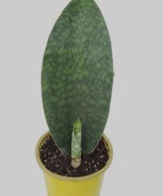 Sensevieria whale fin