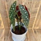 Angel wing Begonia
